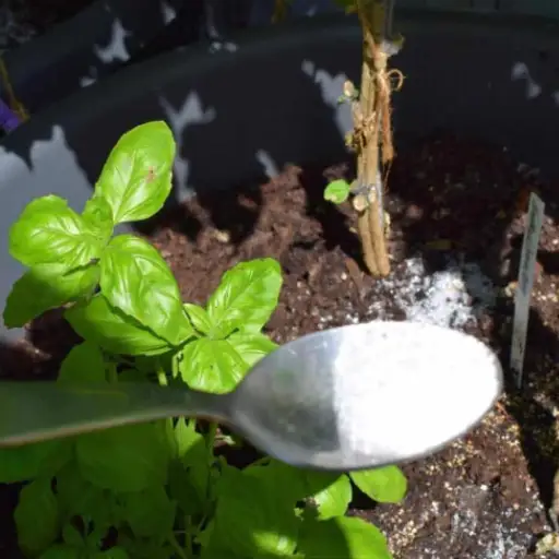 ratio of epsom salt to water for plants