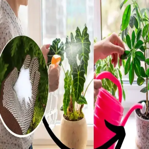 ratio of epsom salt to water for plants
