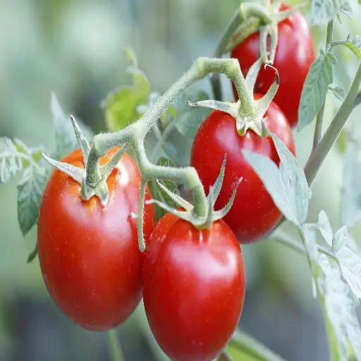 How to Use Epsom Salt to Help Your Tomato Plants Thrive