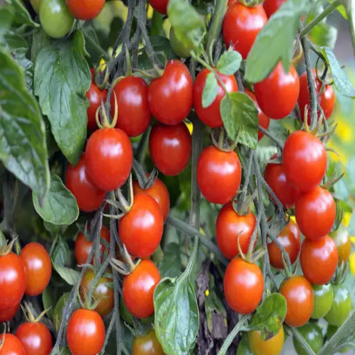 spray tomato plants with epsom salt
