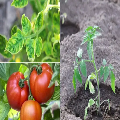 spray tomato plants with epsom salt