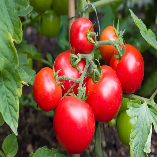 spray tomato plants with epsom salt