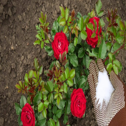 watering plants with epsom salt