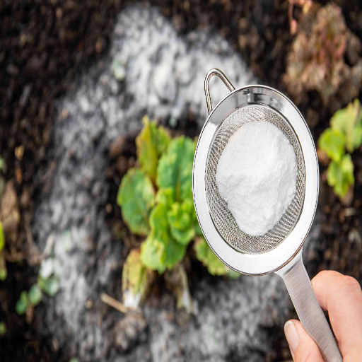 watering plants with epsom salt