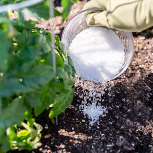 watering plants with epsom salt