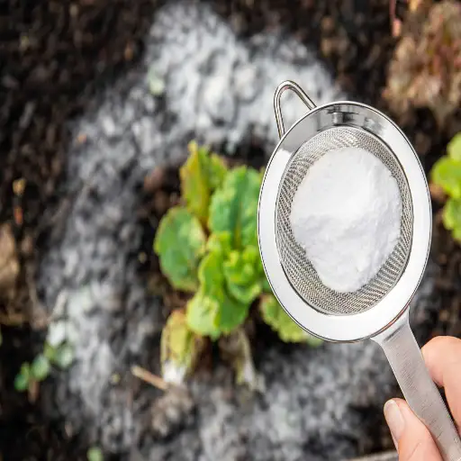 What Plants Don't Like Epsom Salt: Avoiding Mistakes in Your Garden