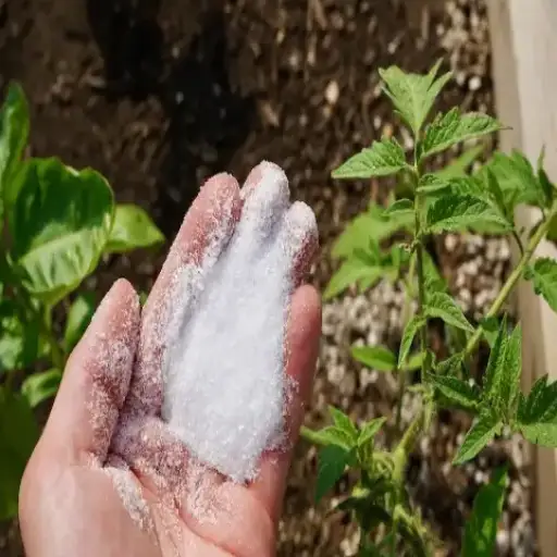 what plants don t like epsom salt
