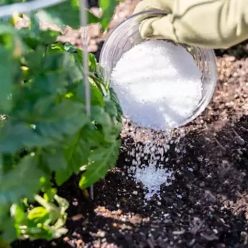 what plants don t like epsom salt
