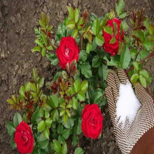 Can Epsom Salt Really Kill Your Plants? Unveiling the Truth for Gardeners