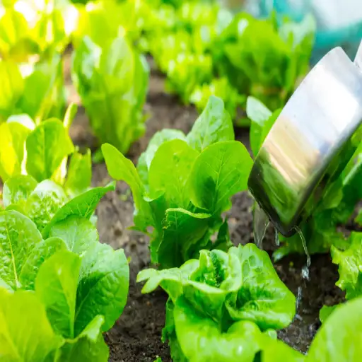 can epsom salt kill plants