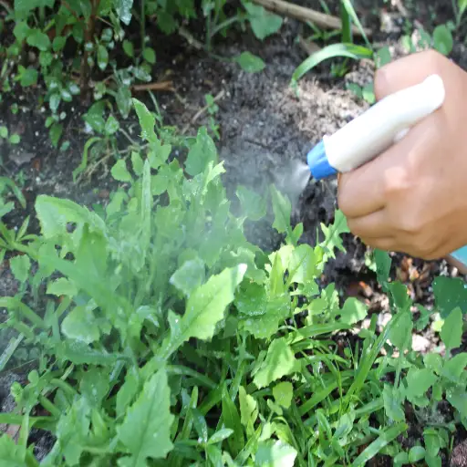 can epsom salt kill plants