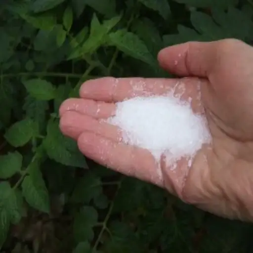 can epsom salt kill plants