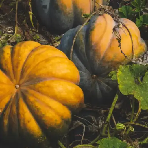 Do Squash Plants Benefit from Epsom Salt? Discover the Secret to Preventing Blossom End Rot
