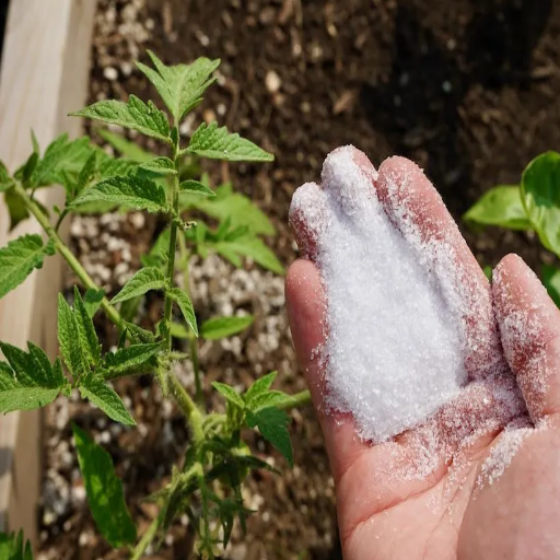 epsom salt dose for plants