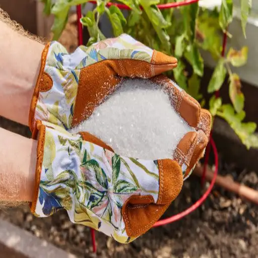 epsom salt dose for plants