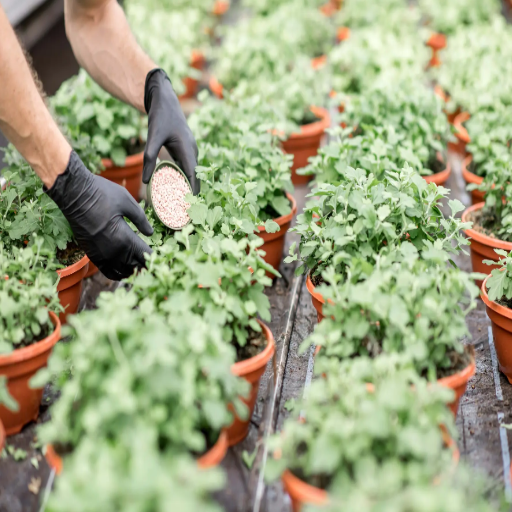 epsom salt dose for plants