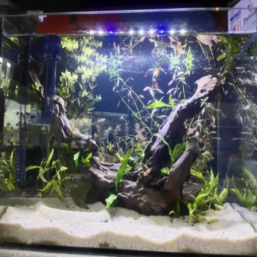epsom salt for aquarium plants