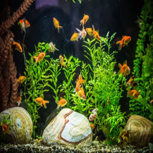 epsom salt for aquarium plants