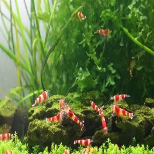epsom salt for aquarium plants