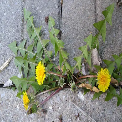 Does Epsom Salt Kill Plants? Unveiling the Truth