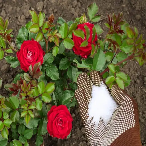 epsom salt kills plants