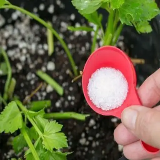 Using Epsom Salt for Plants: A Gardener's Secret Weapon