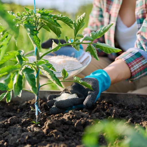 epsom salt magnesium sulfate for plants