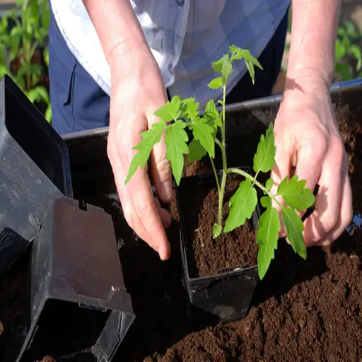 epsom salt magnesium sulfate for plants