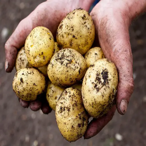 Boost Your Potato Yield: How Epsom Salt Can Transform Your Garden