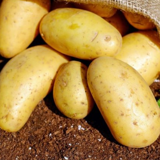 epsom salt on potato plants