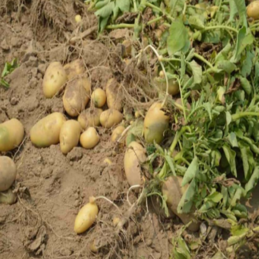epsom salt on potato plants