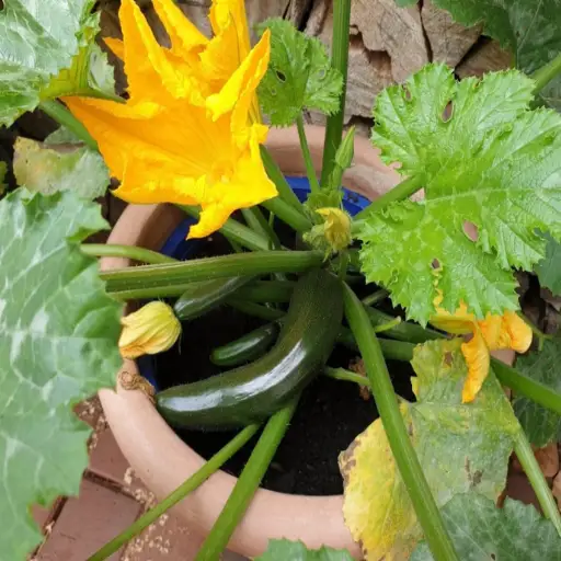 Unlocking the Benefits of Epsom Salt for Your Zucchini Plant