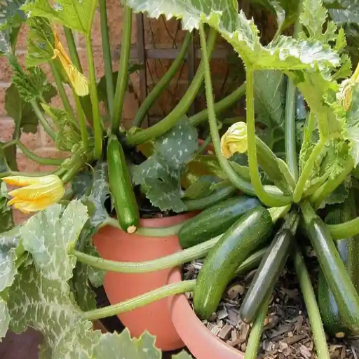 epsom salt on zucchini plants