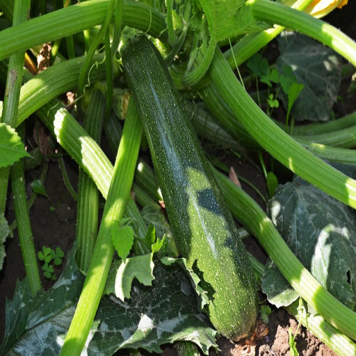 epsom salt on zucchini plants