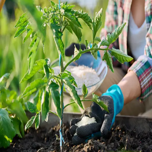 epsom salt to fertilize plants