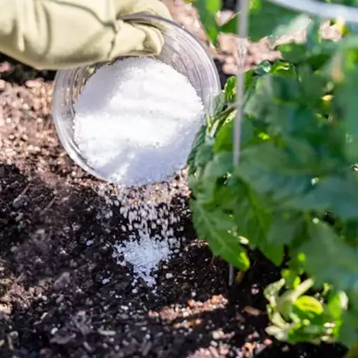 epsom salt to fertilize plants