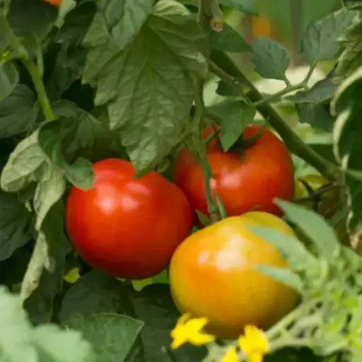 How to Use Epsom Salt for Tomato Plant Health and Growth