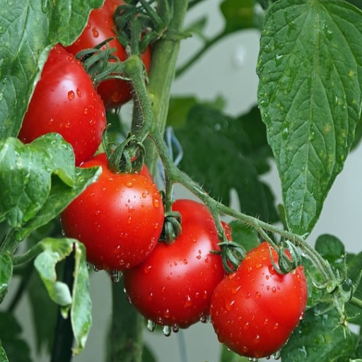 how much epsom salt do you put around tomato plants