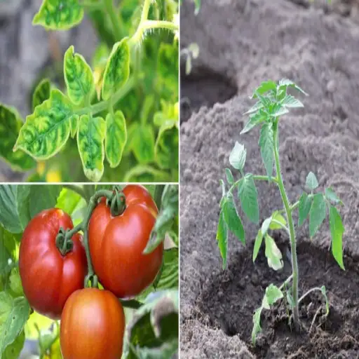 how much epsom salt do you put around tomato plants
