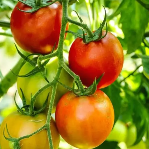 how much epsom salt do you put around tomato plants