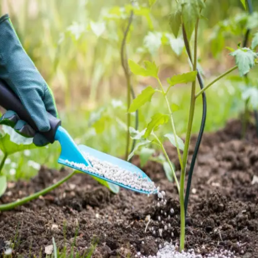 is epsom salt good for garden plants