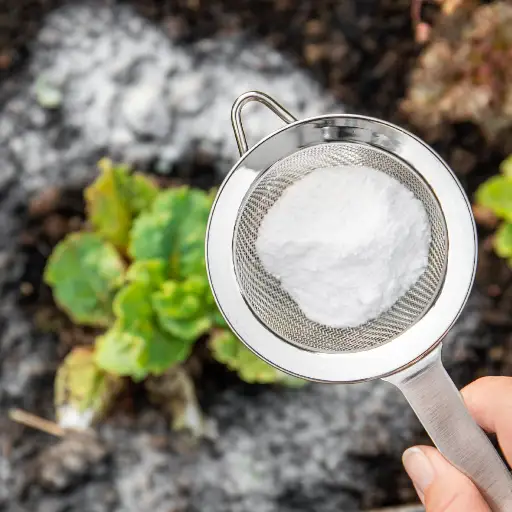 Unlock the Secrets of Your Garden with Epsom Salt: A Guide to Healthier Plants