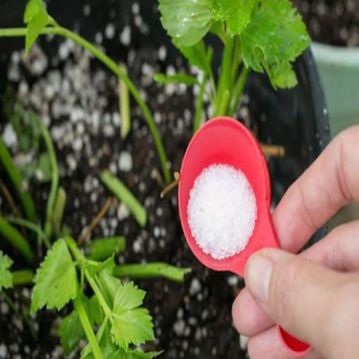 is epsom salt good for garden plants
