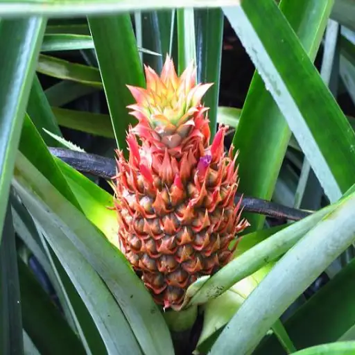 is epsom salt good for pineapple plants