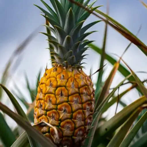 is epsom salt good for pineapple plants