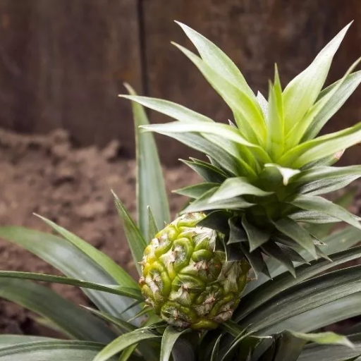 is epsom salt good for pineapple plants