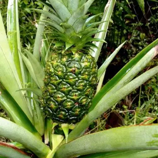 is epsom salt good for pineapple plants