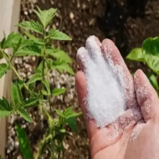 which epsom salt is good for plants