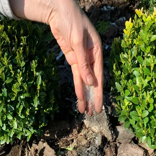 10-6-4 Urea Fertilizer for Boxwoods: The Best Fertilizer for Healthier Shrubs