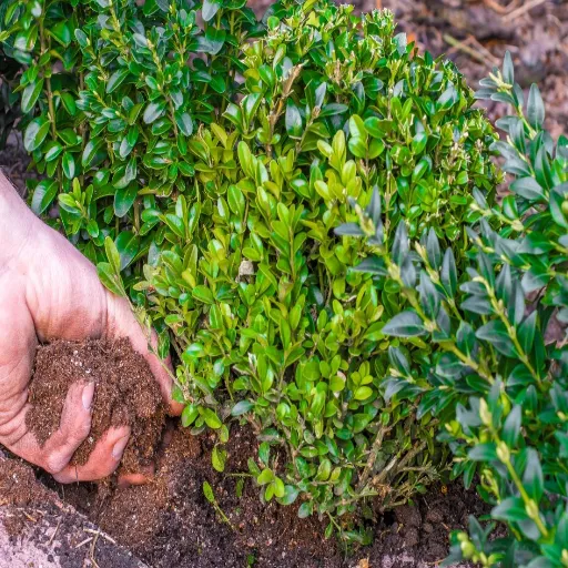 10-6-4 urea fertilizer for boxwoods